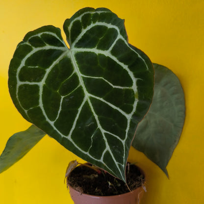 Anthurium Crystallinum