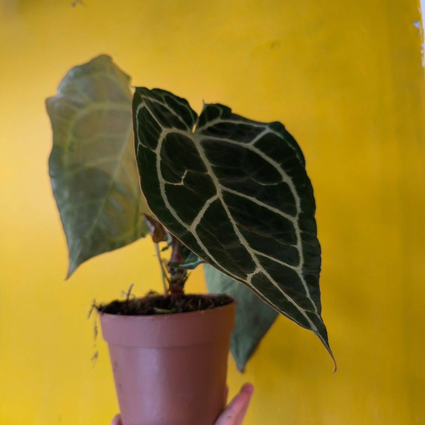 Anthurium Crystallinum