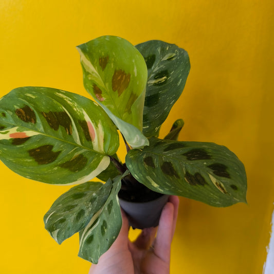 Prayer Plant Variegated - Mini