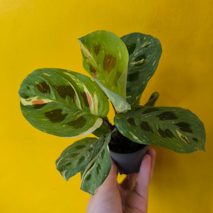 Prayer Plant Variegated - Mini