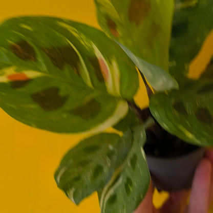 Prayer Plant Variegated - Mini