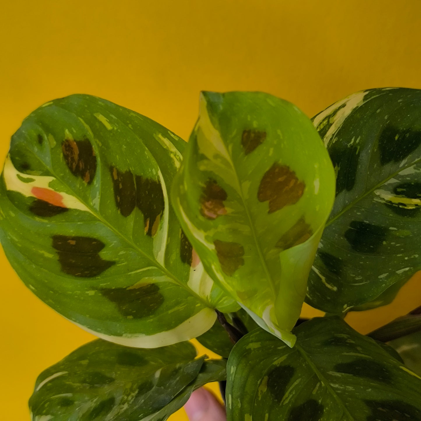 Prayer Plant Variegated - Mini