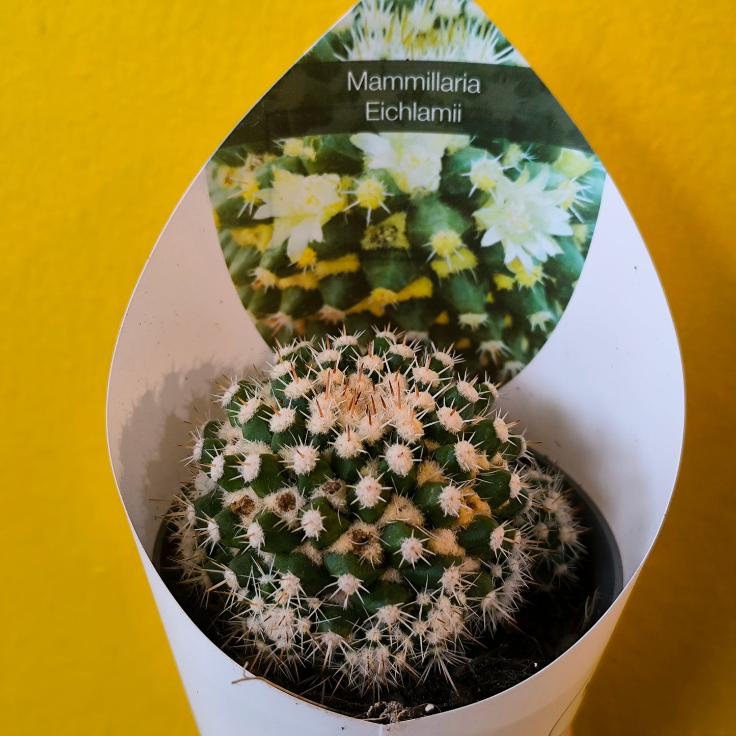 Cacti/Succulent Mix- Medium