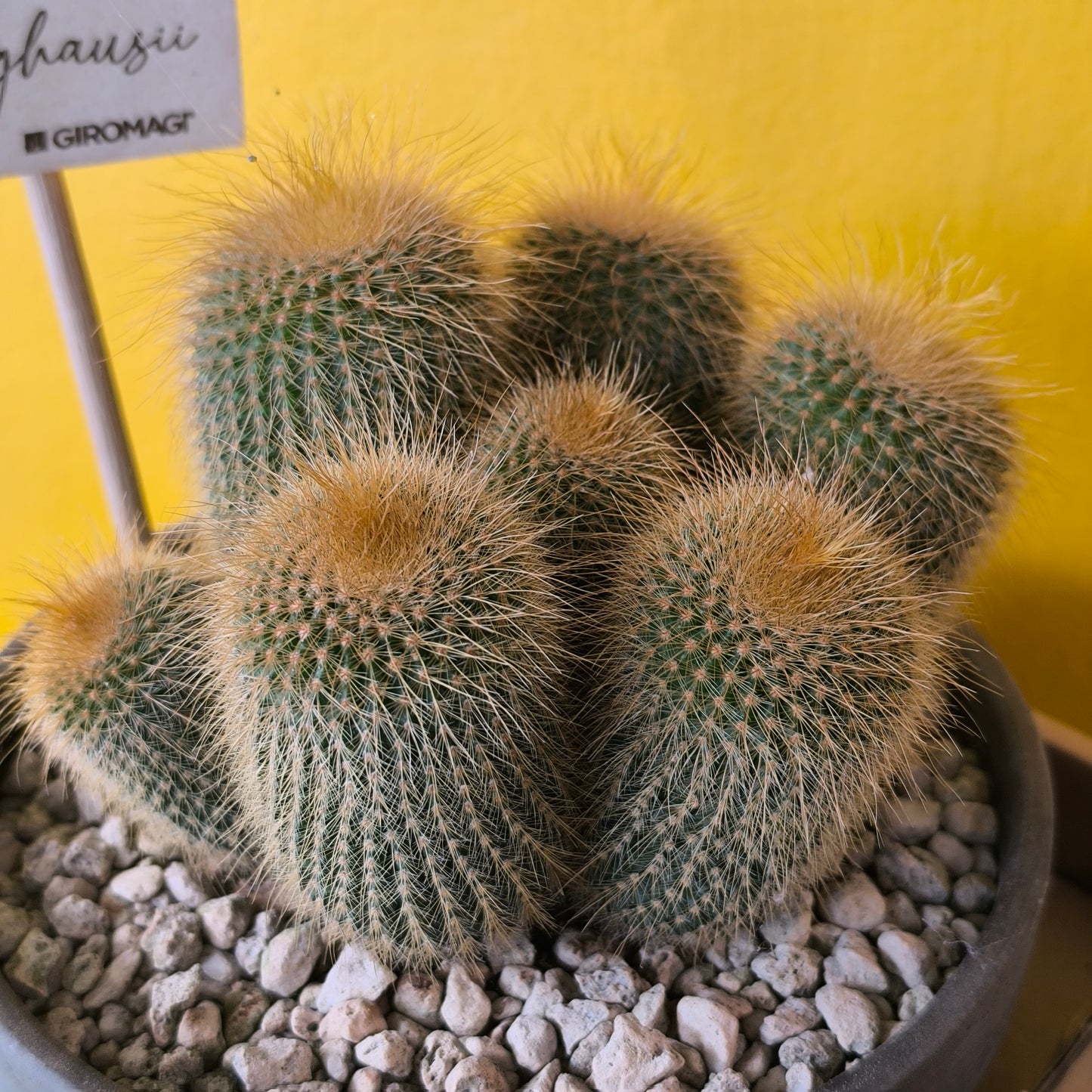 Cactus Golden Torch in Terracotta