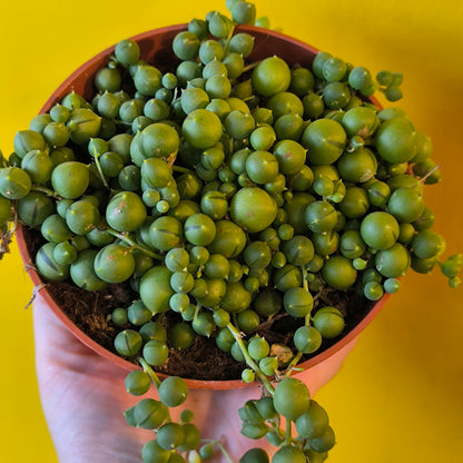 String of Pearls - Medium