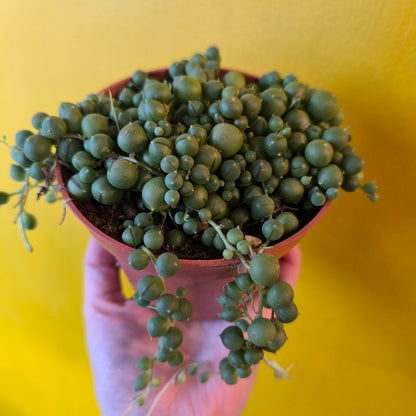 String of Pearls - Medium