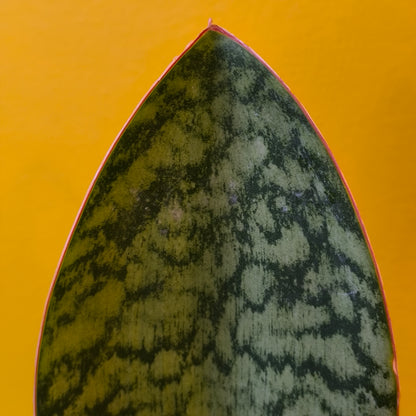 Snake Plant `Whale Fin` - Medium