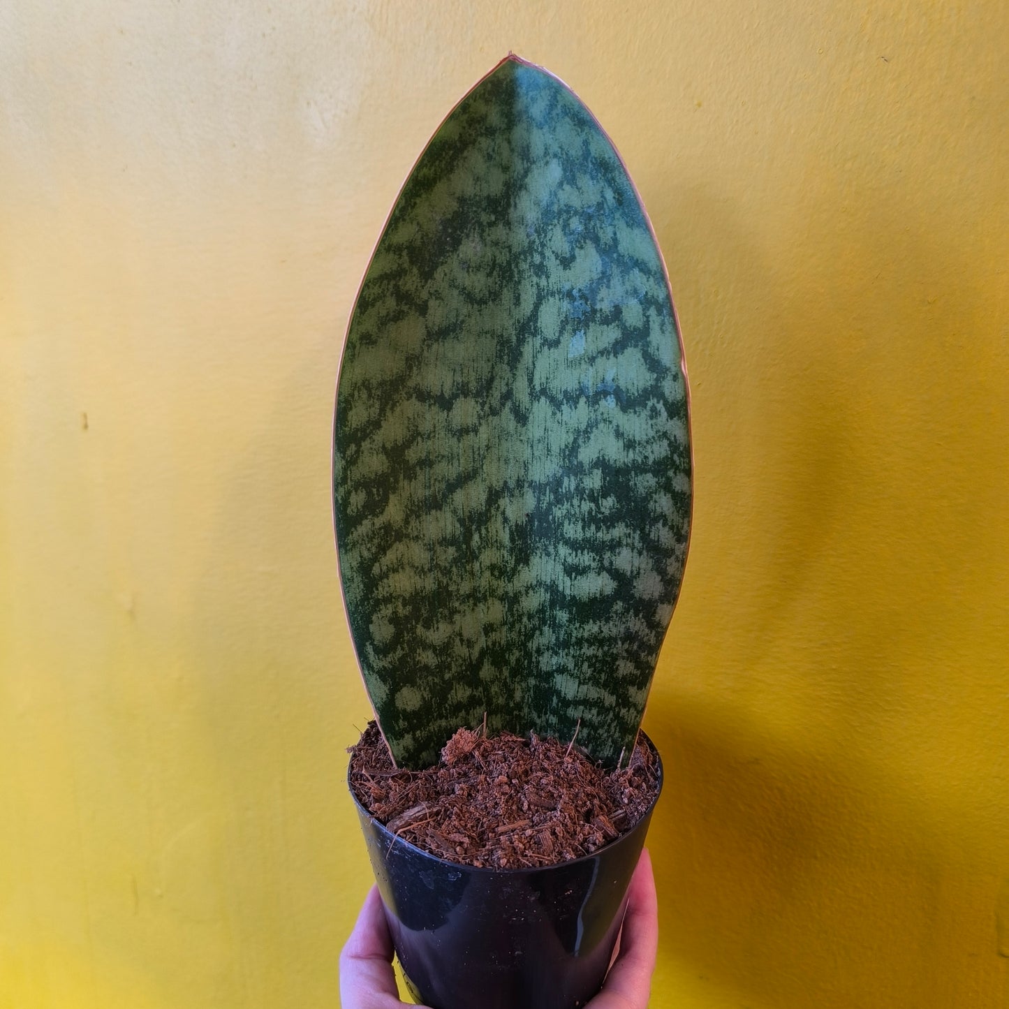 Snake Plant `Whale Fin` - Medium