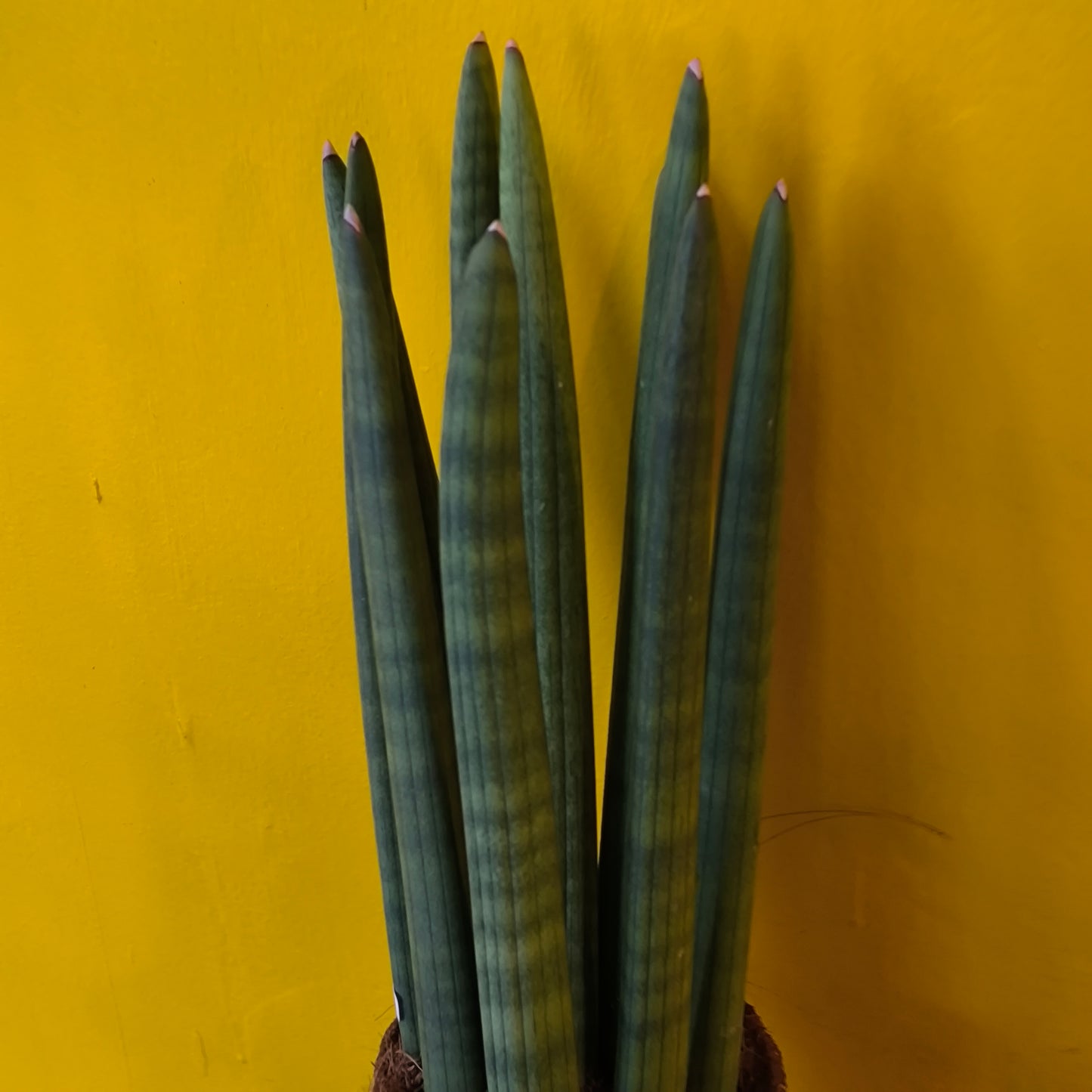 Snake Plant `cylindrica` - Medium