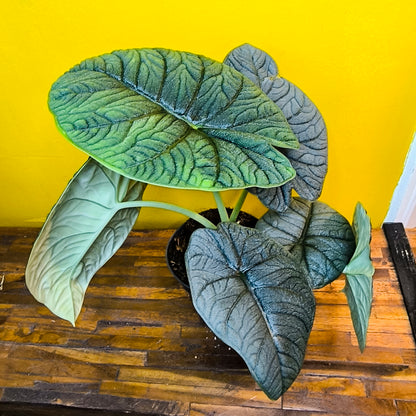 Alocasia `Melo`- Rare