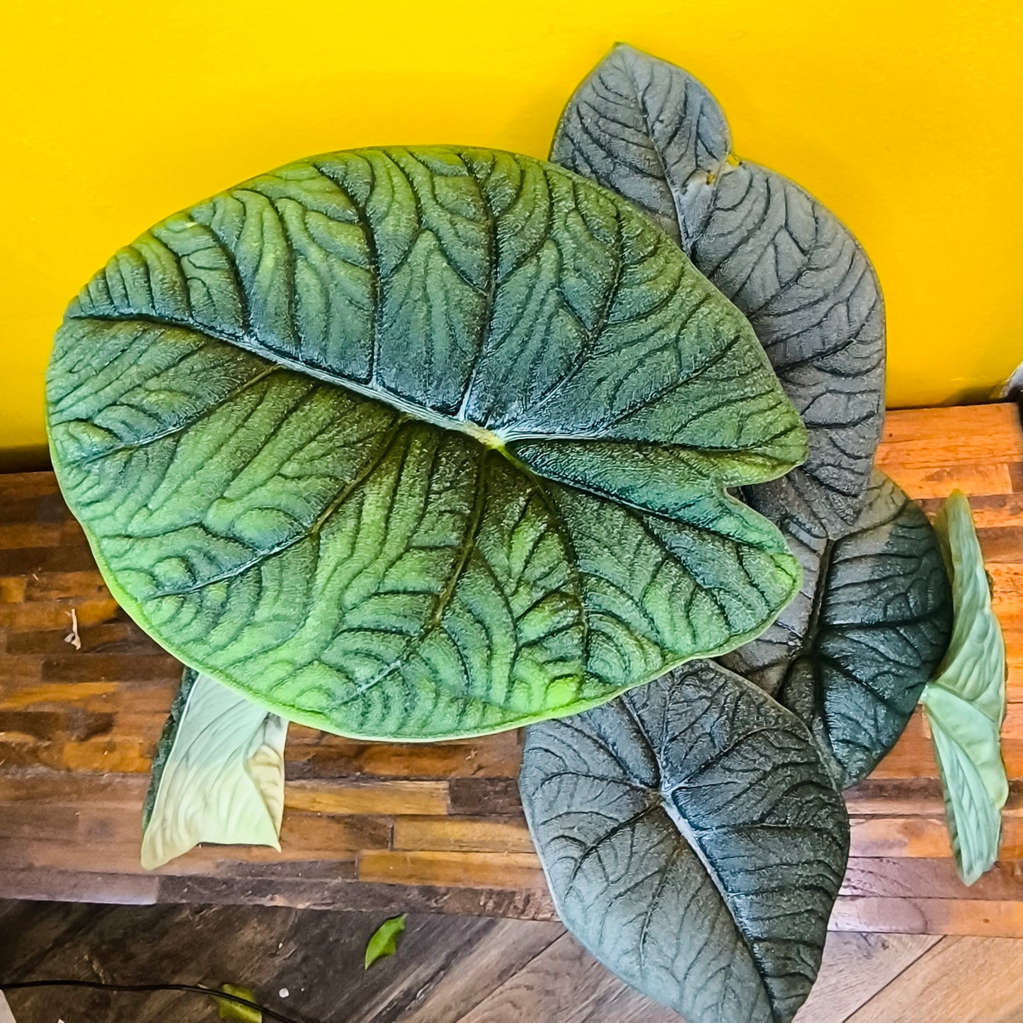 Alocasia `Melo`- Rare