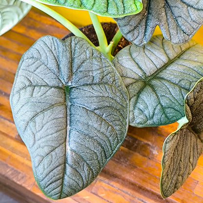 Alocasia `Melo`- Rare