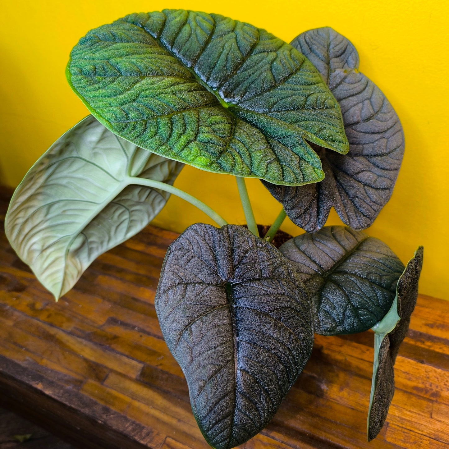 Alocasia `Melo`- Rare