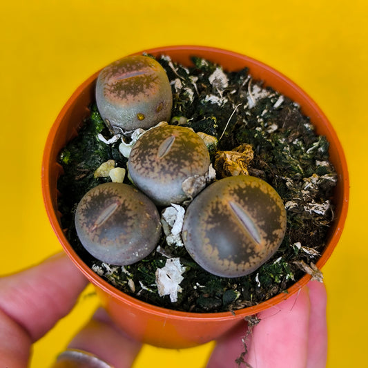 Stone Plants (Lithops) - mini