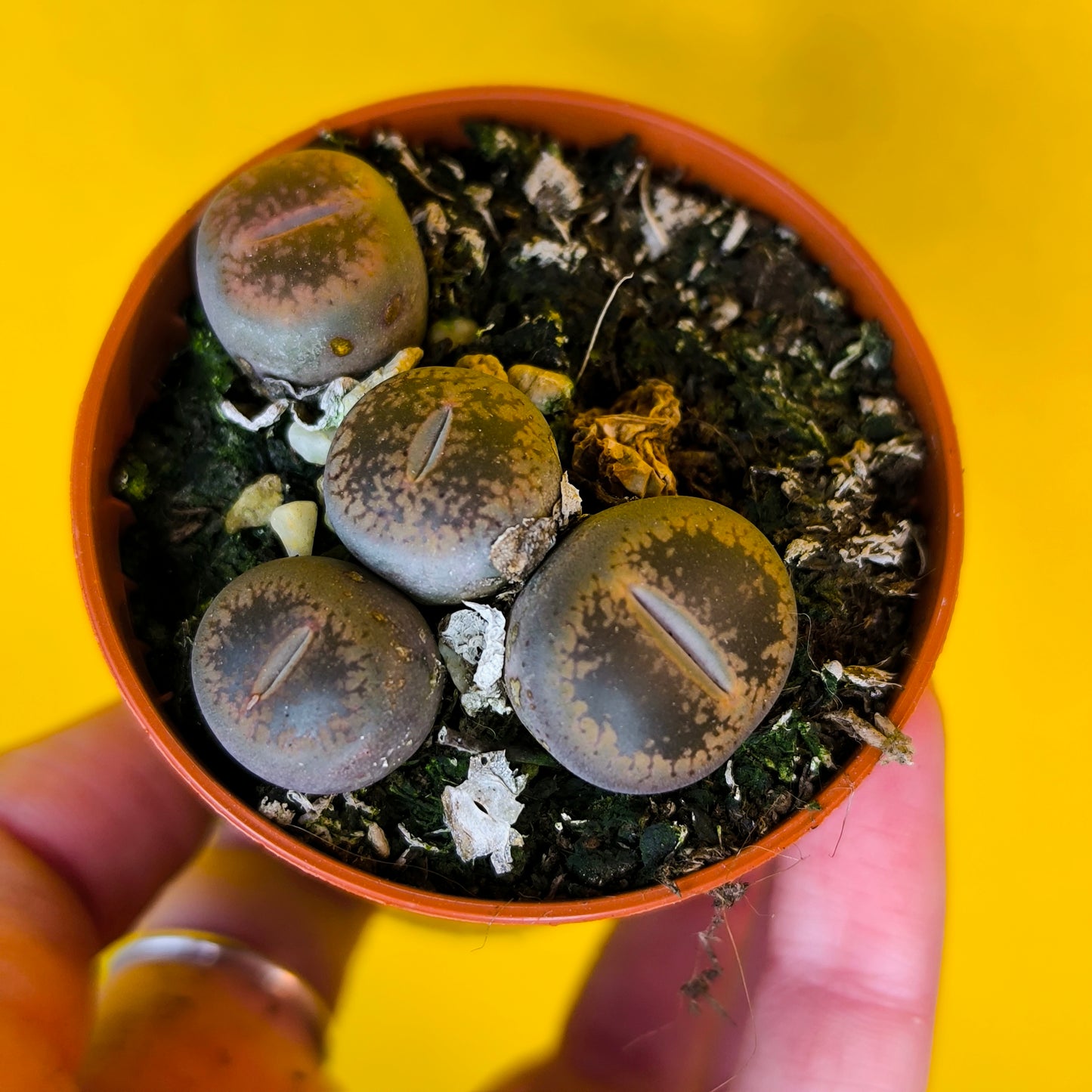 Stone Plants (Lithops) - mini