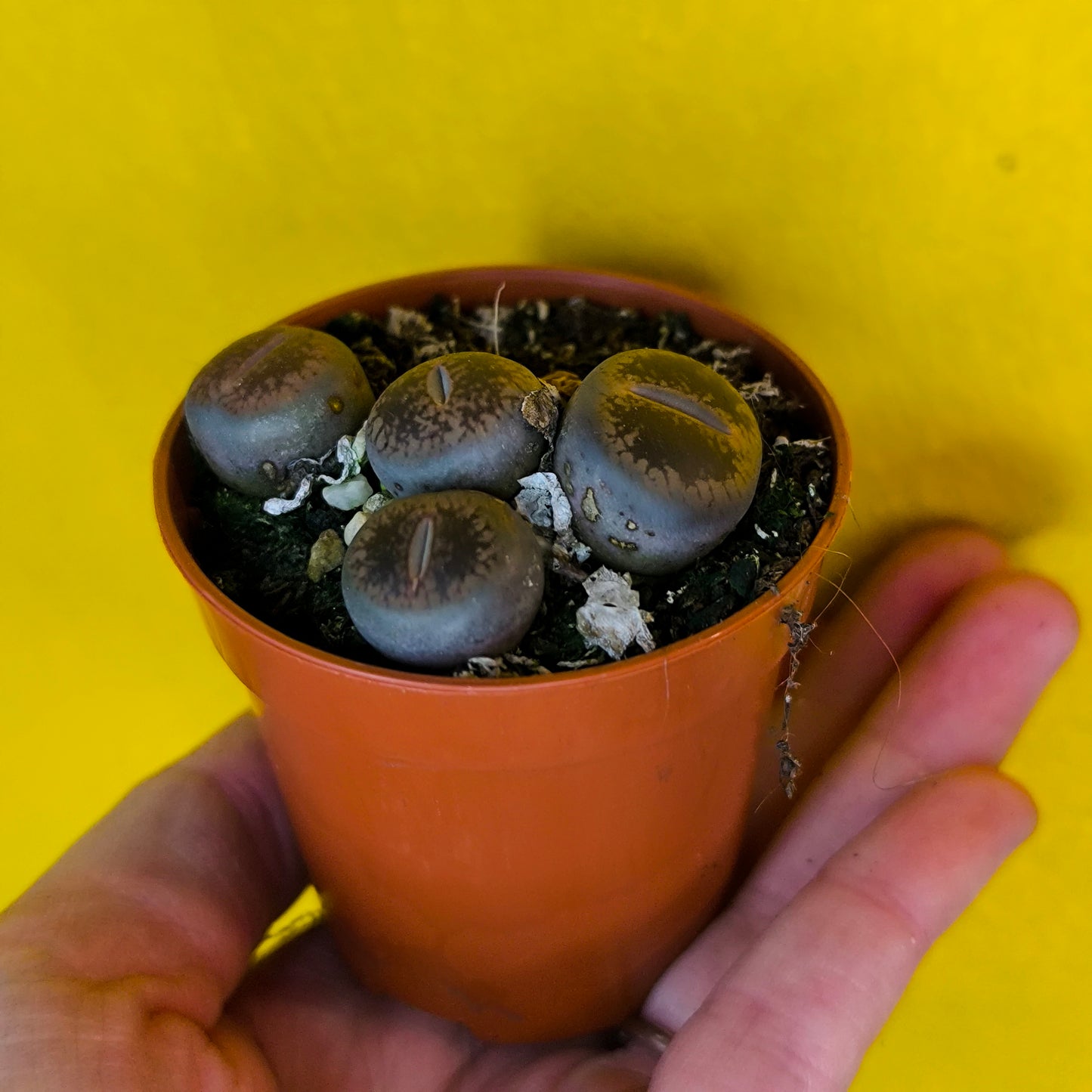 Stone Plants (Lithops) - mini