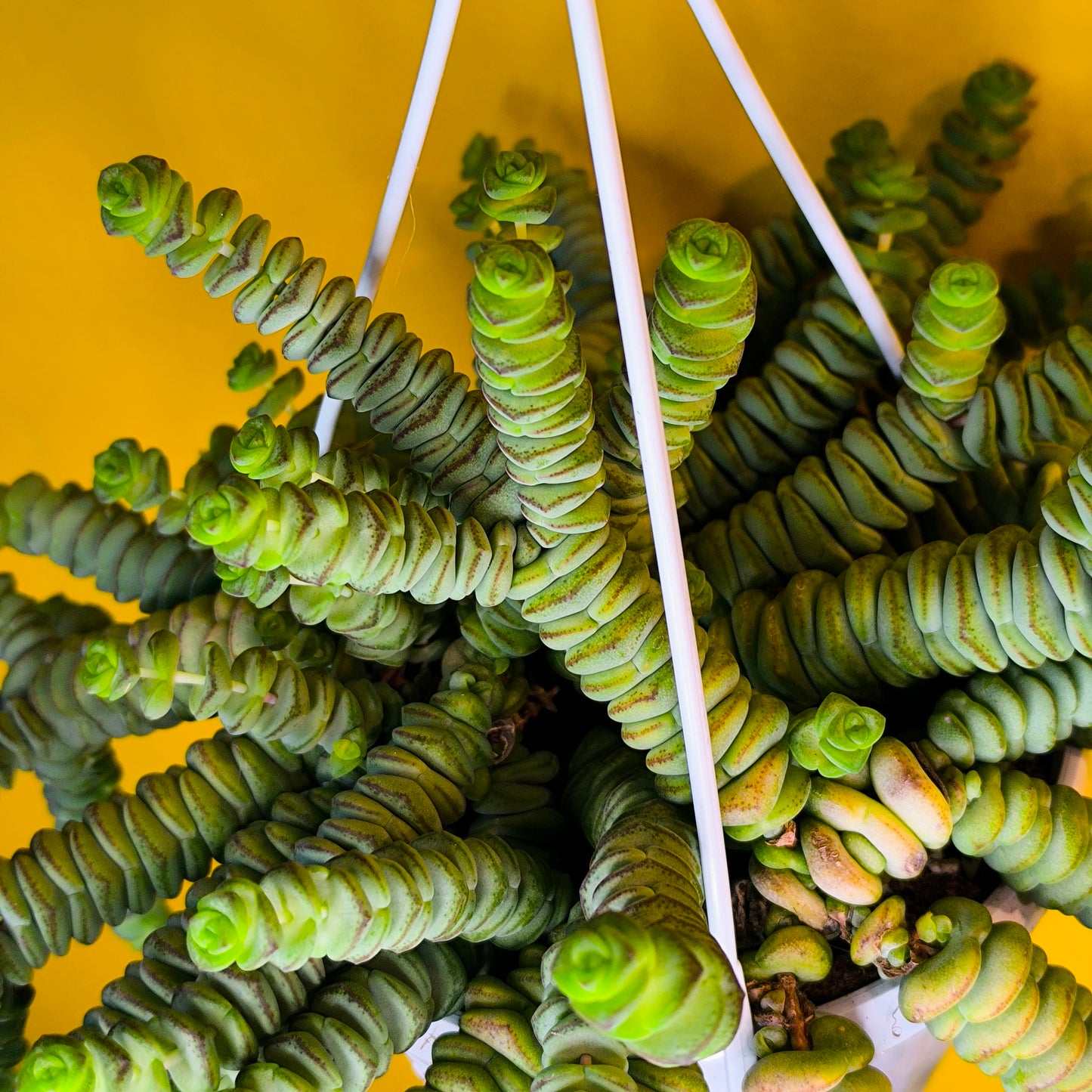 Crassula Jade Necklace - Mature