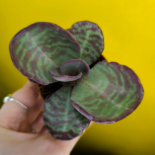 Kalanchoe `Zebra` - Mini