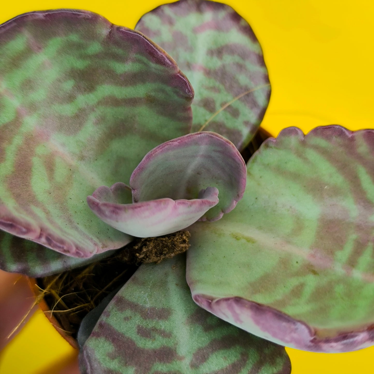 Kalanchoe `Zebra` - Mini