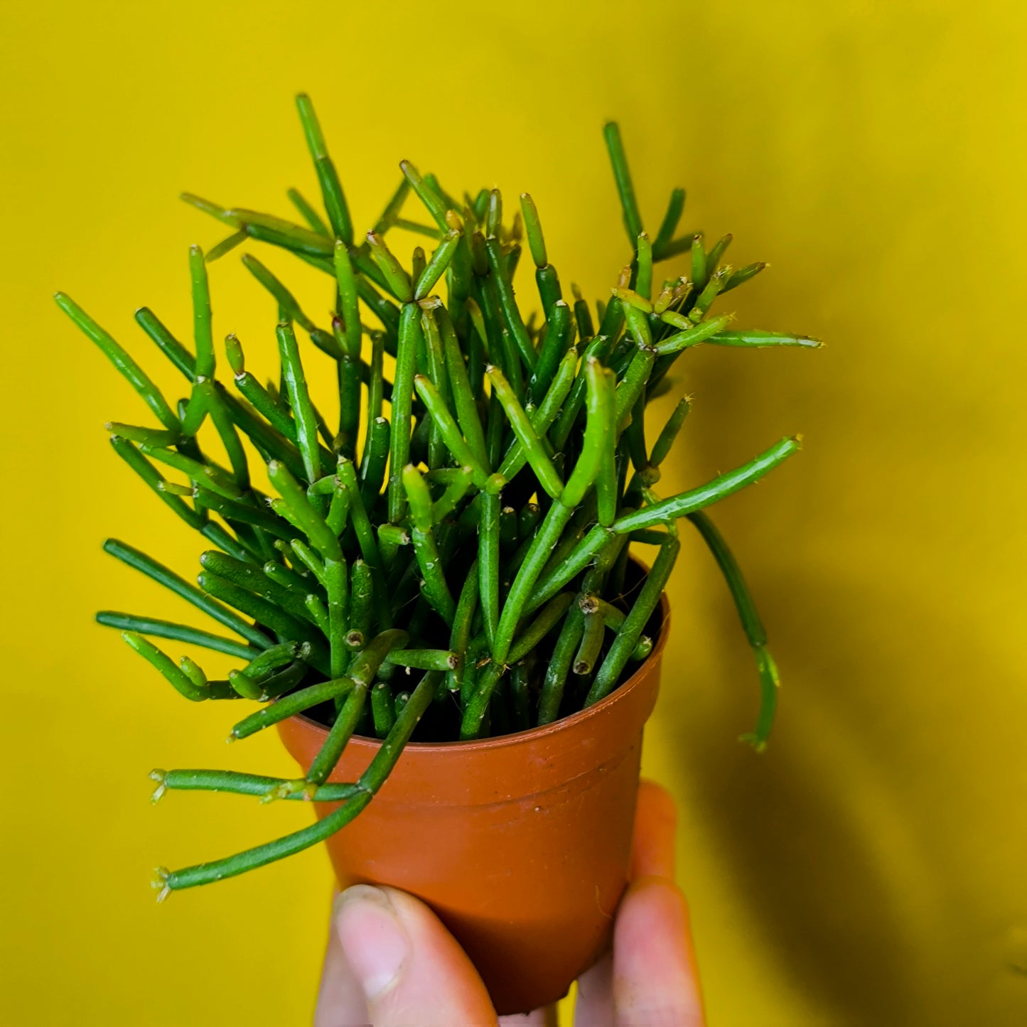 Mistletoe Cactus Mix - Mini