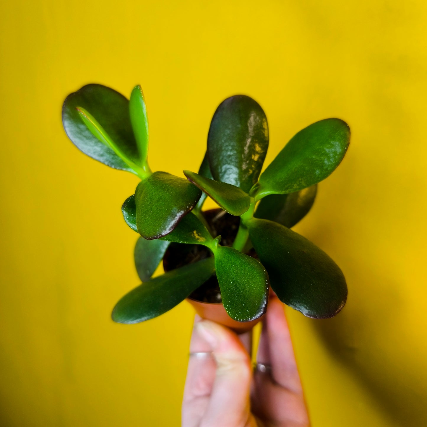 Money/Jade Plant - Mini