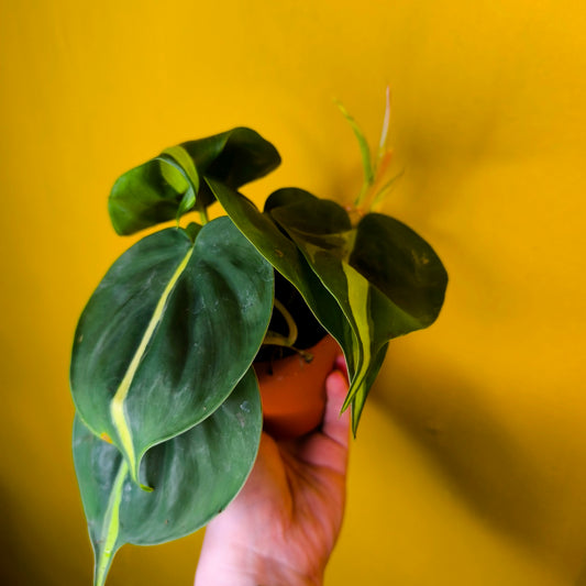 Philodendron Heartleaf - Small