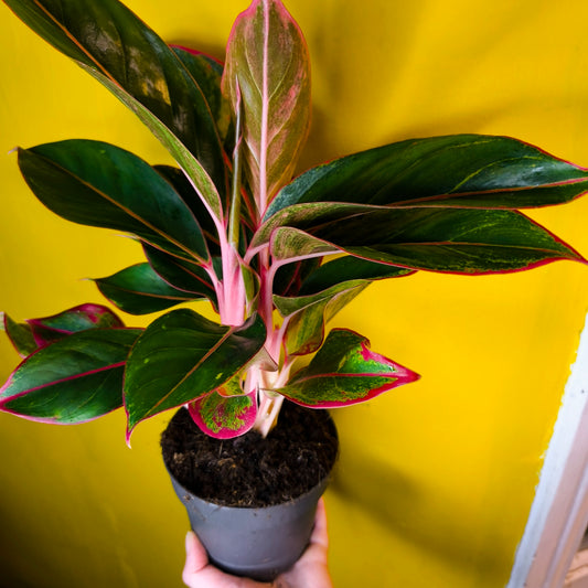 Chinese Evergreen 'Jungle Red' - Medium