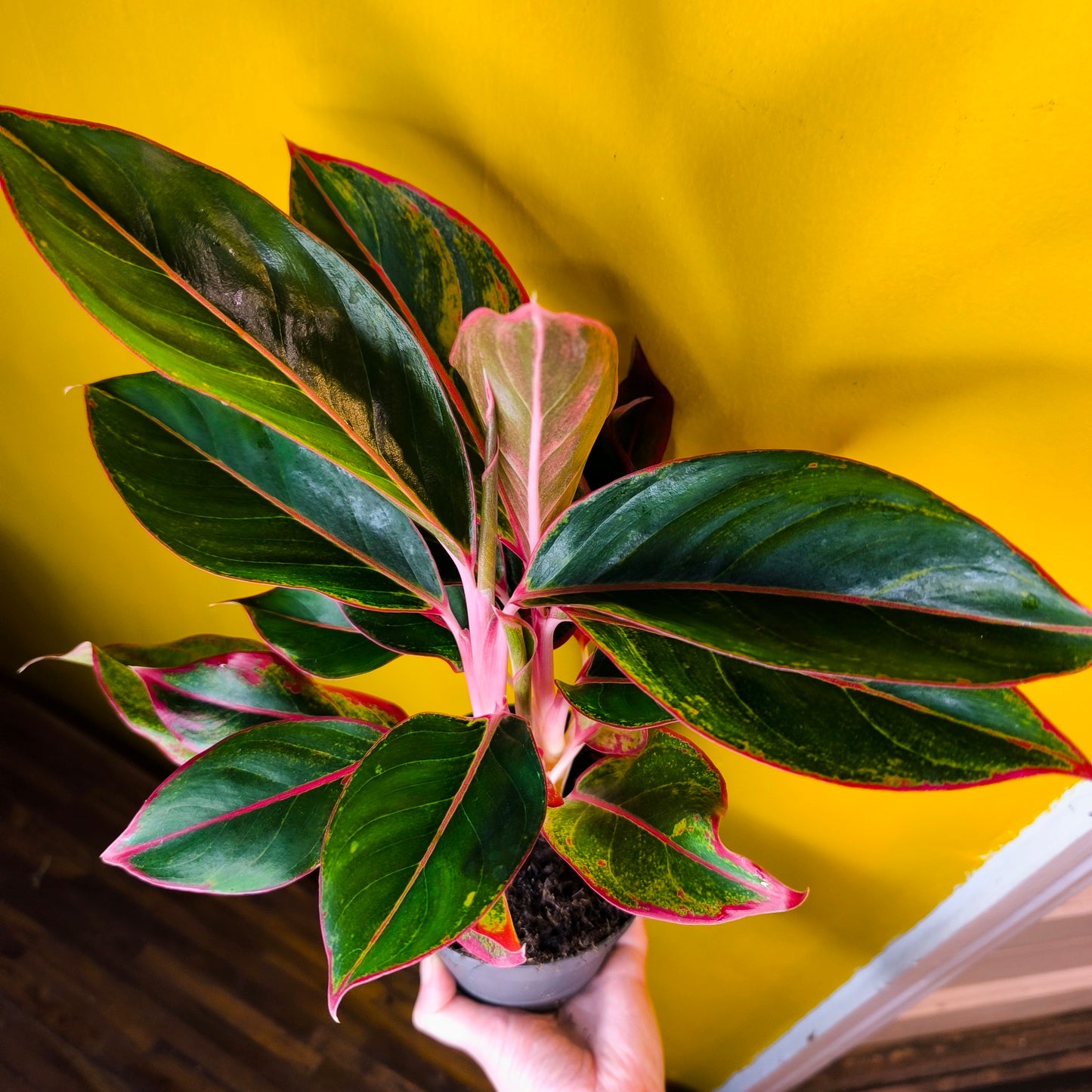 Chinese Evergreen 'Jungle Red' - Medium