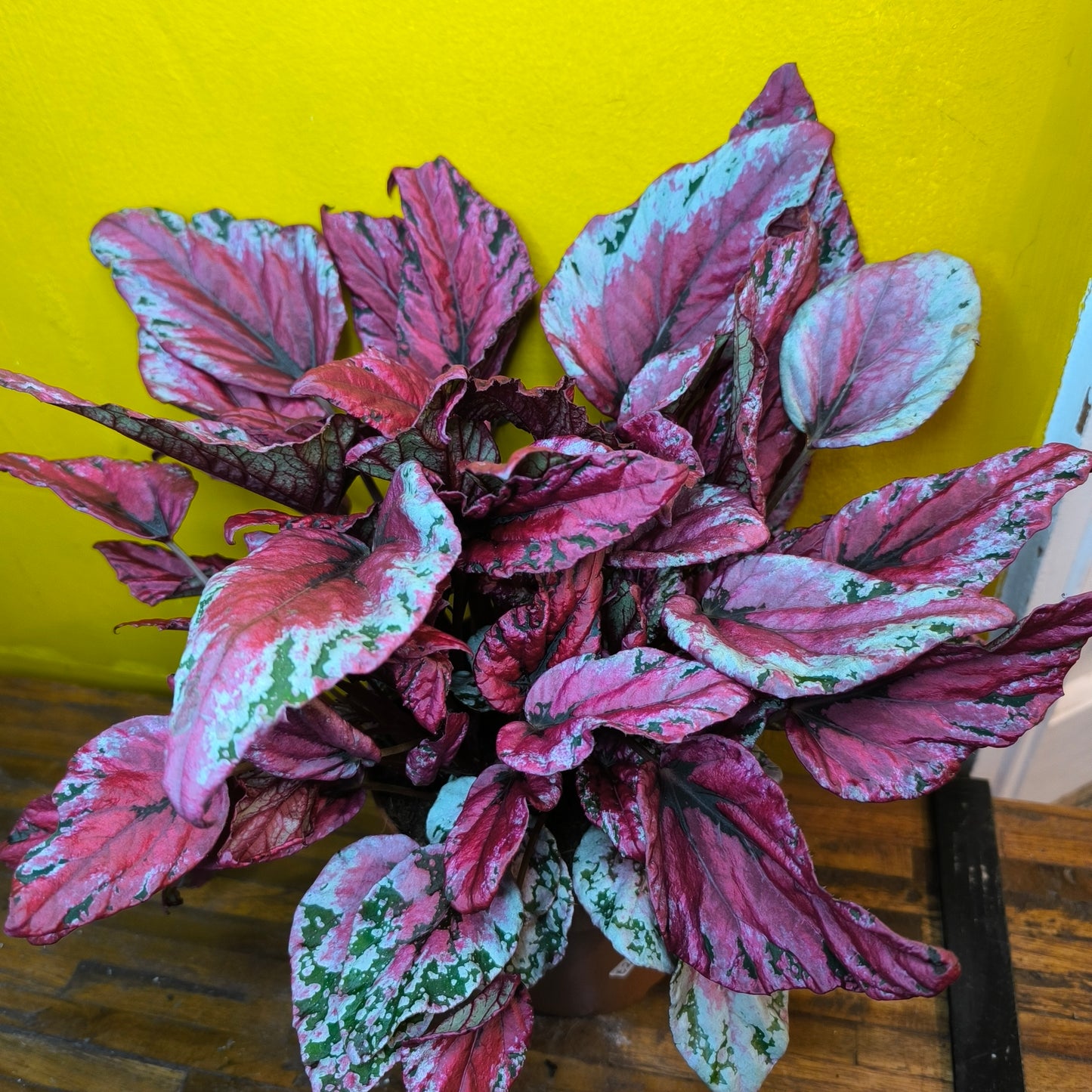 Begonia Rex - Pink varieties