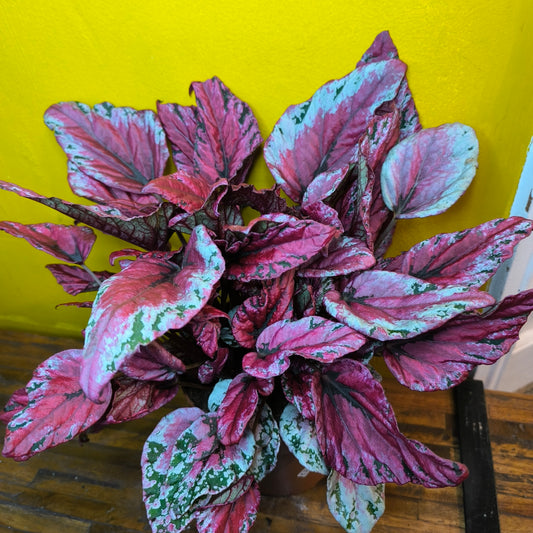 Begonia Rex - Pink varieties