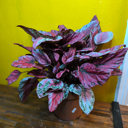 Begonia Rex - Pink varieties