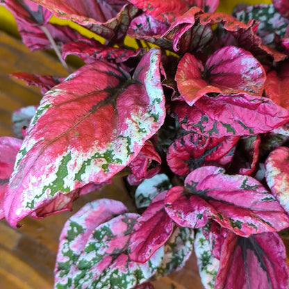 Begonia Rex - Pink varieties