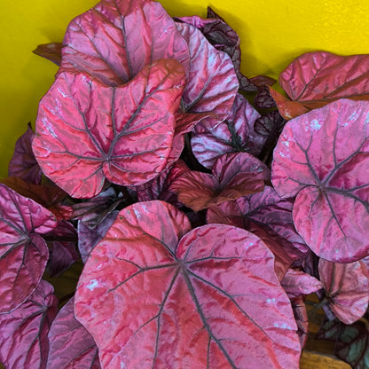 Begonia Rex - Pink varieties