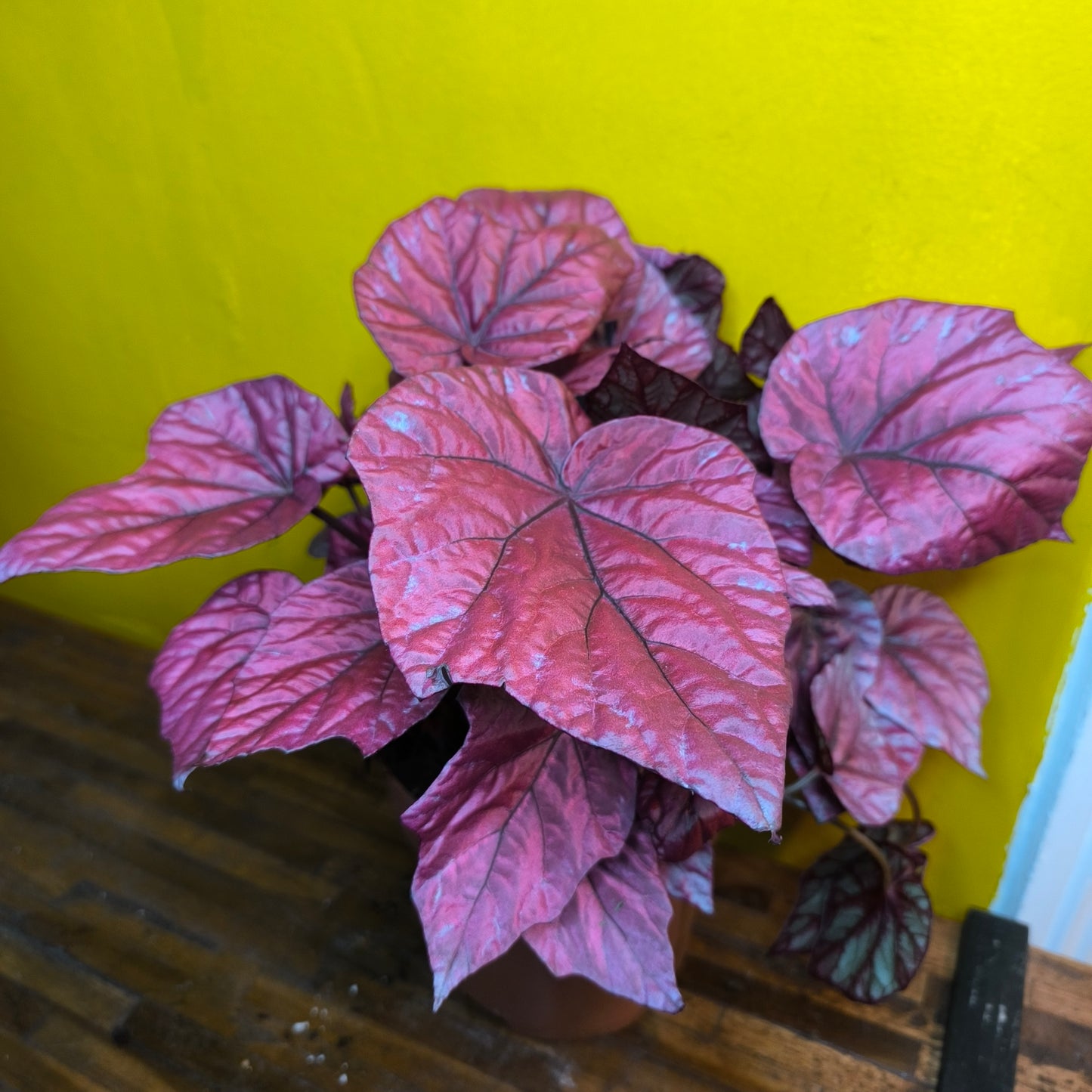 Begonia Rex - Pink varieties