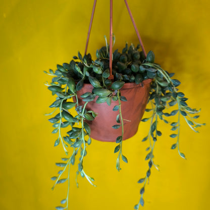 String of Raindrops/Teardrops