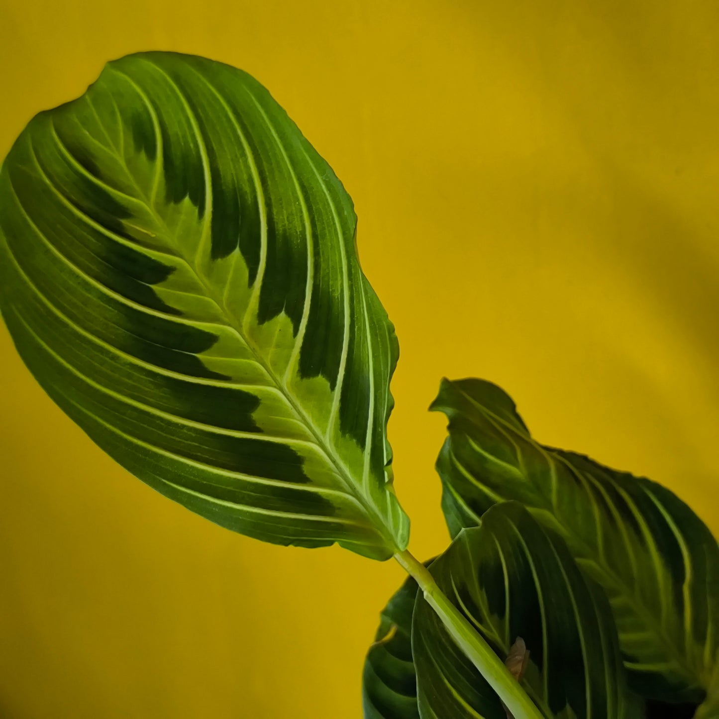 Prayer Plant Lemon Lime