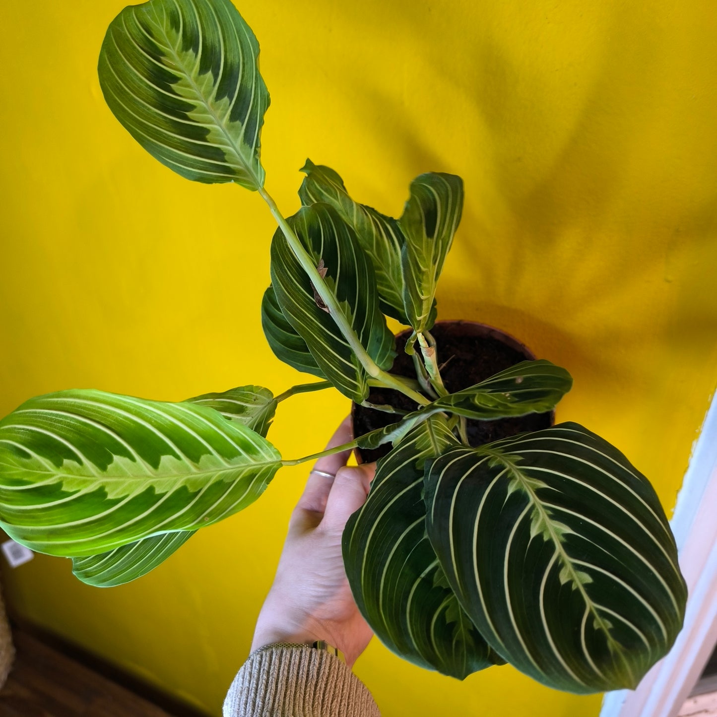 Prayer Plant Rare Lemon Lime