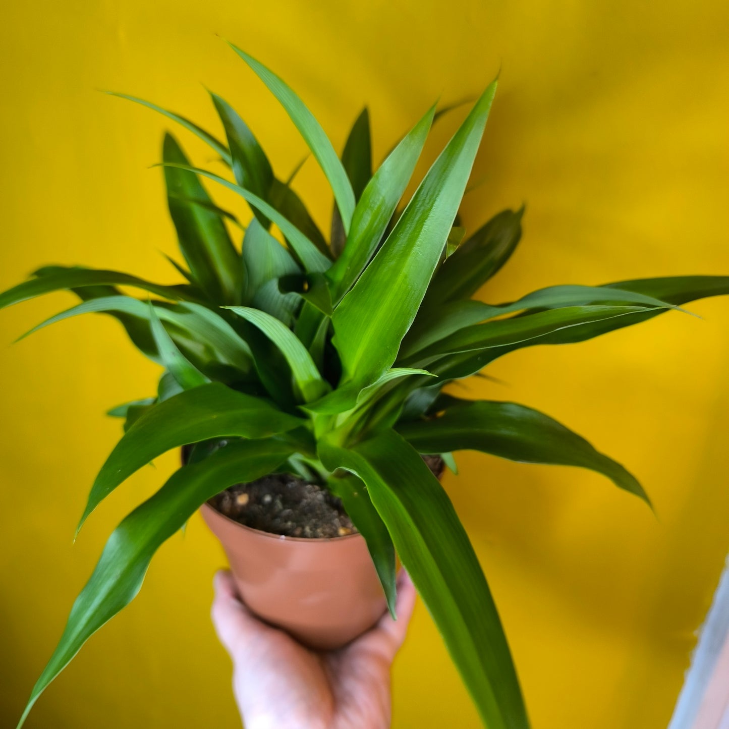 Spider Plant `Lemon` - Medium