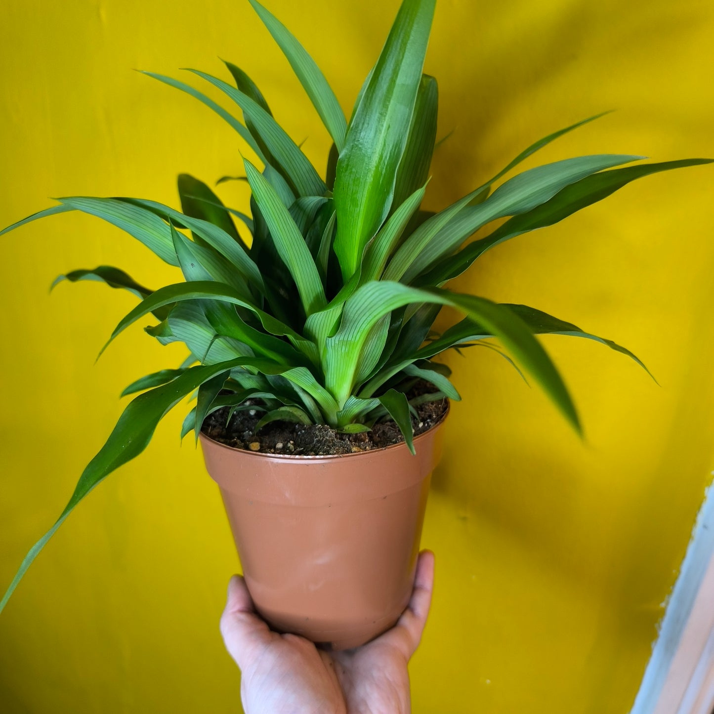 Spider Plant `Lemon` - Medium