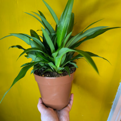 Spider Plant `Lemon` - Medium