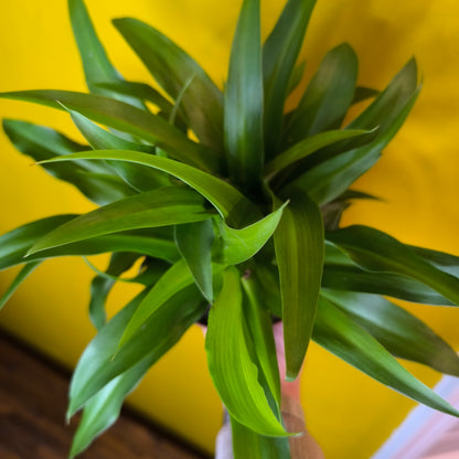 Spider Plant `Lemon` - Medium