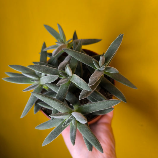 Crassula 'Tarantula' Succulent