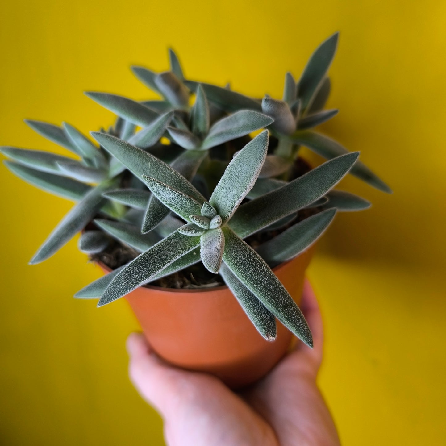 Crassula 'Tarantula' Succulent