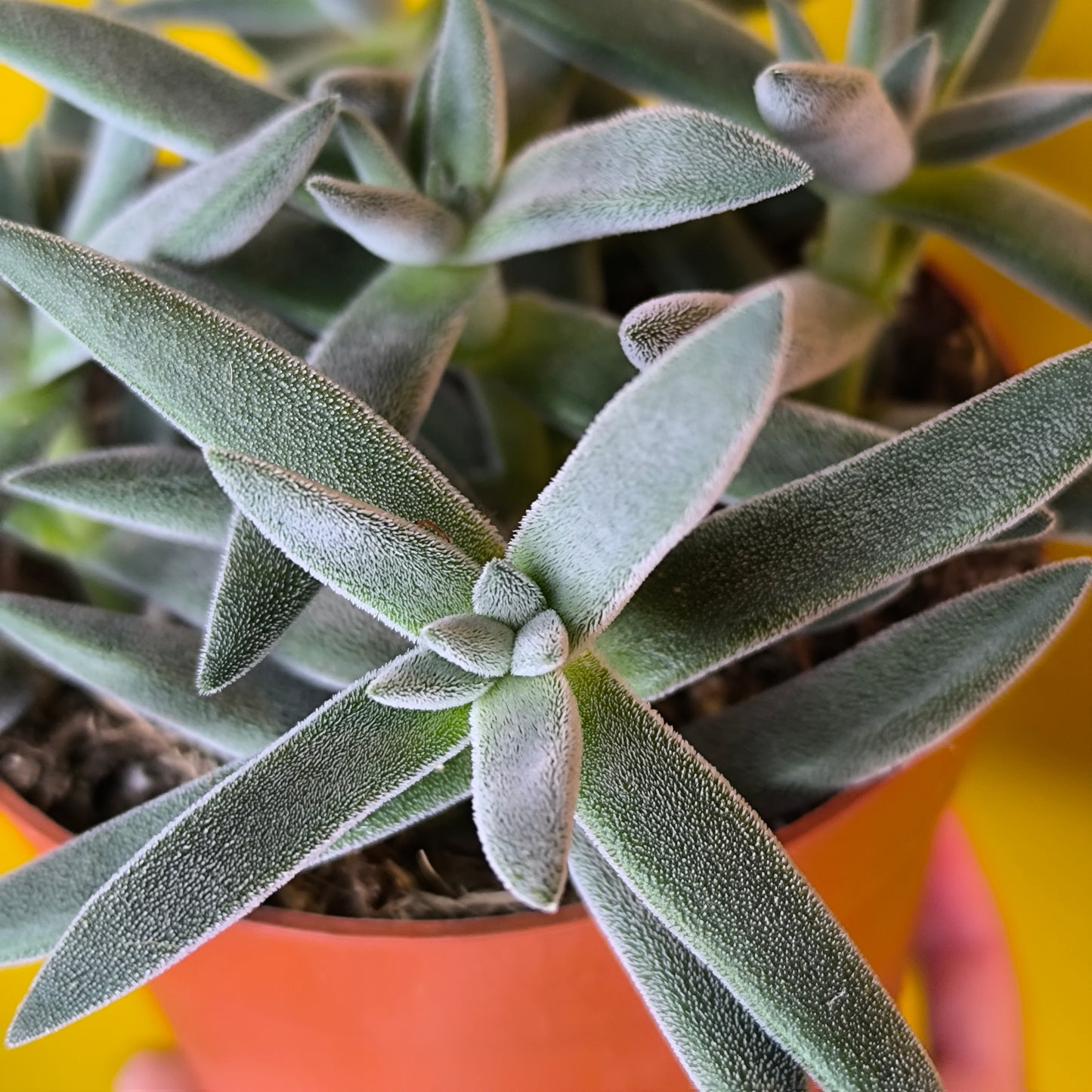 Crassula 'Tarantula' Succulent