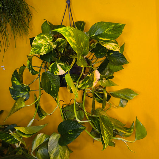 Pothos Golden