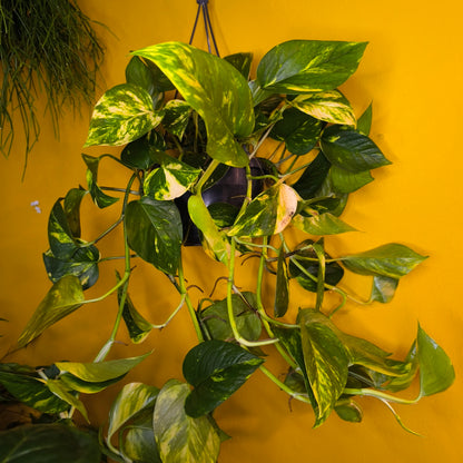 Pothos Golden