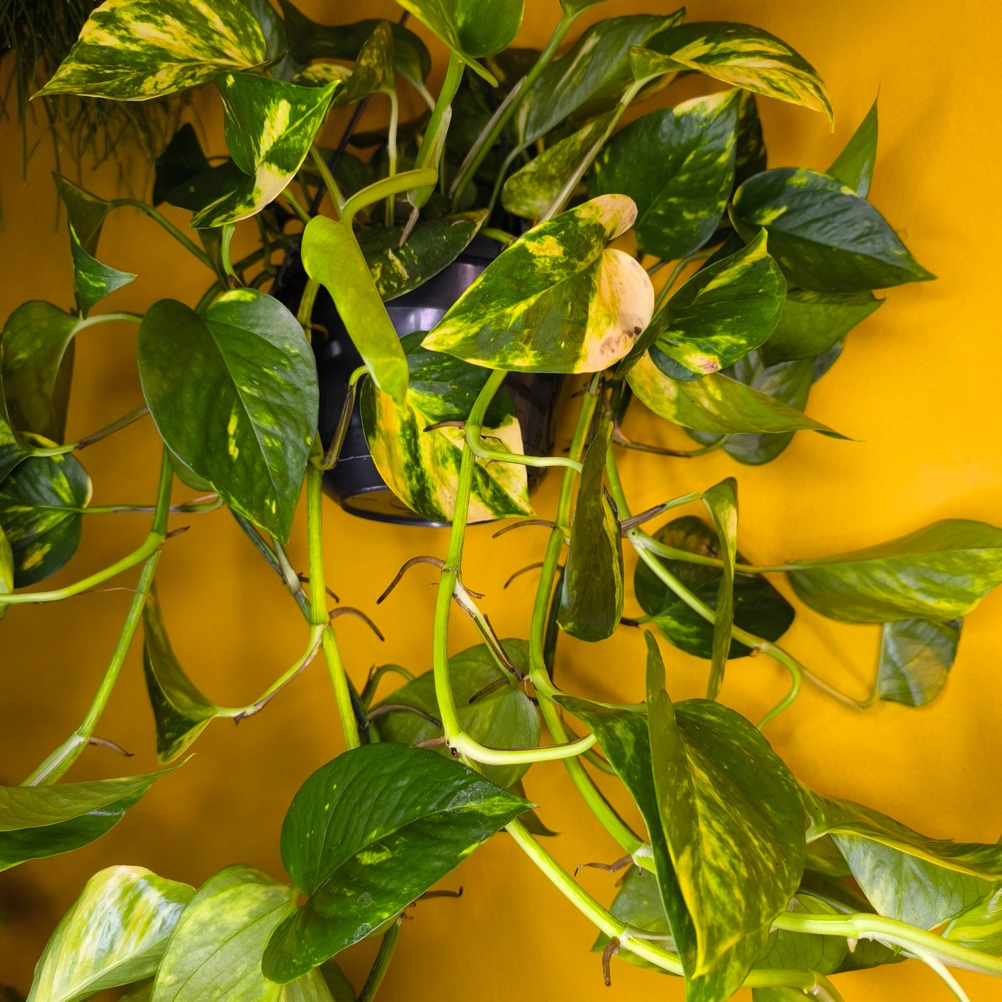 Pothos Golden