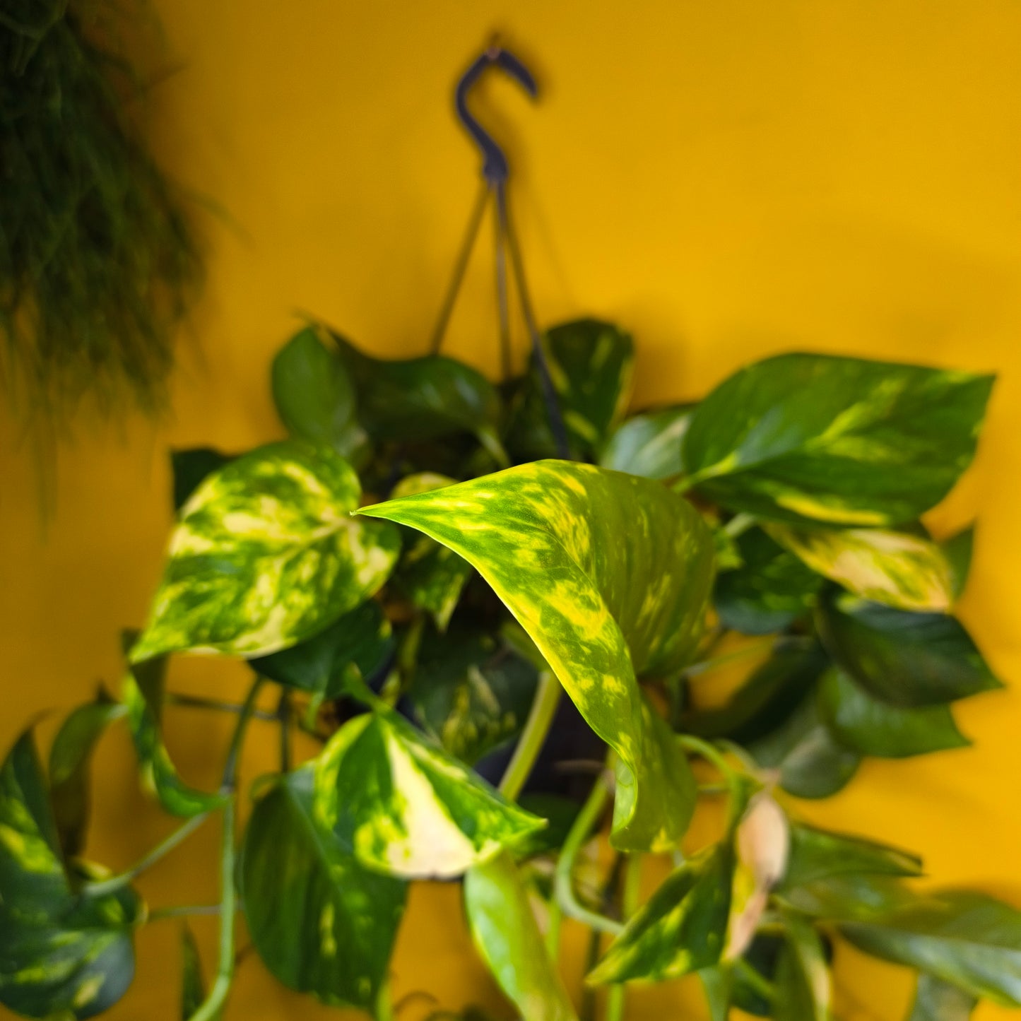 Pothos Golden