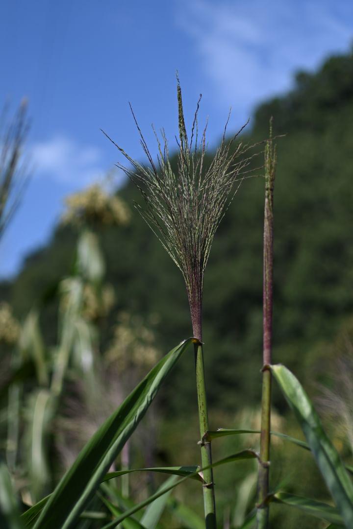 Incense Handmade Broom "Kuchō"