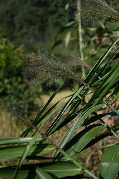 Incense Handmade Broom "Kuchō"